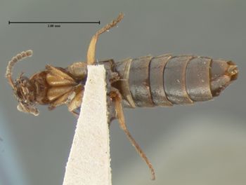 Media type: image;   Entomology 7309 Aspect: habitus ventral view